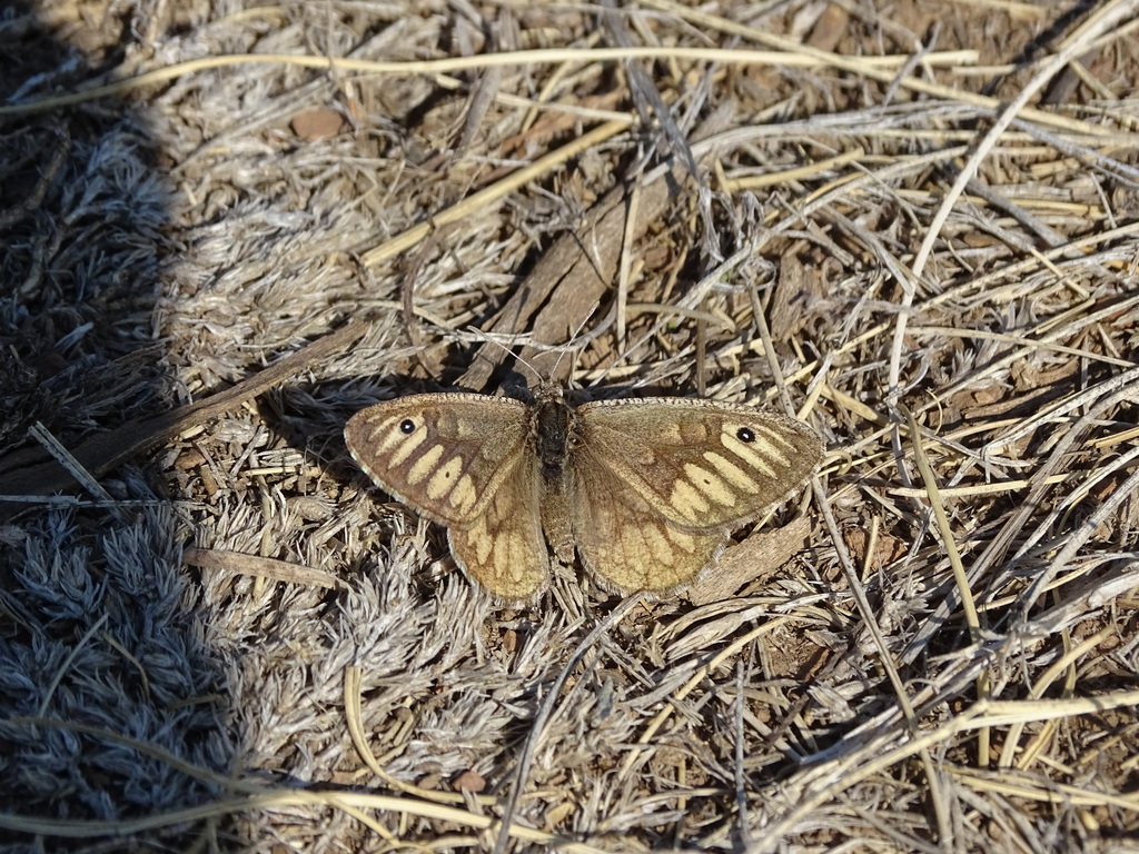 Neominois ridingsii (Ridings' Satyr), California species