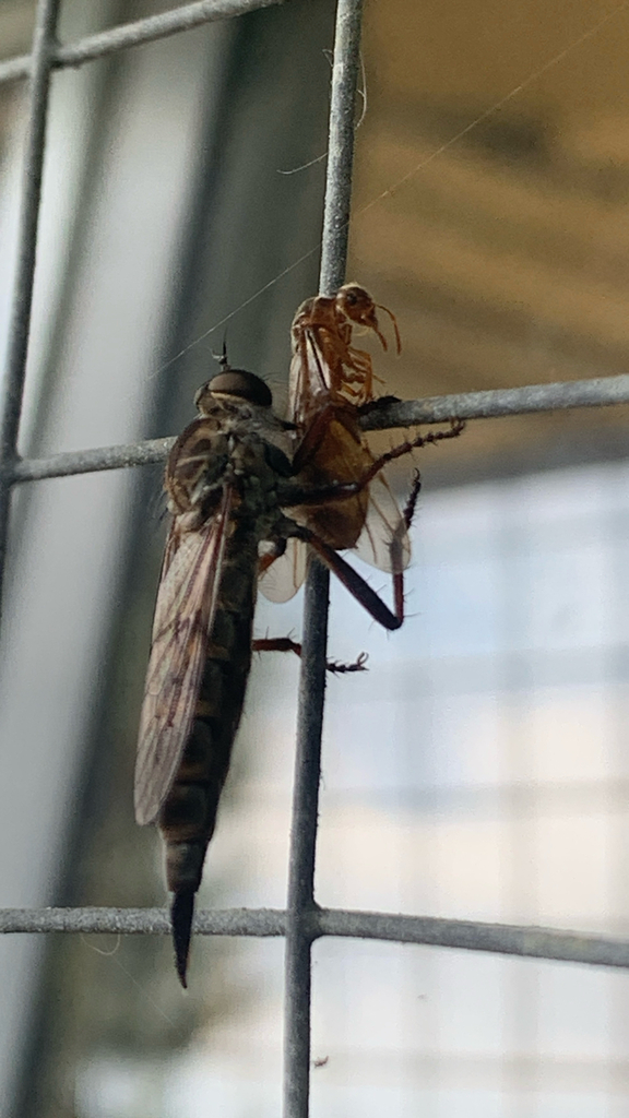 Neomochtherus willistoni (Williston Bladetail), California species