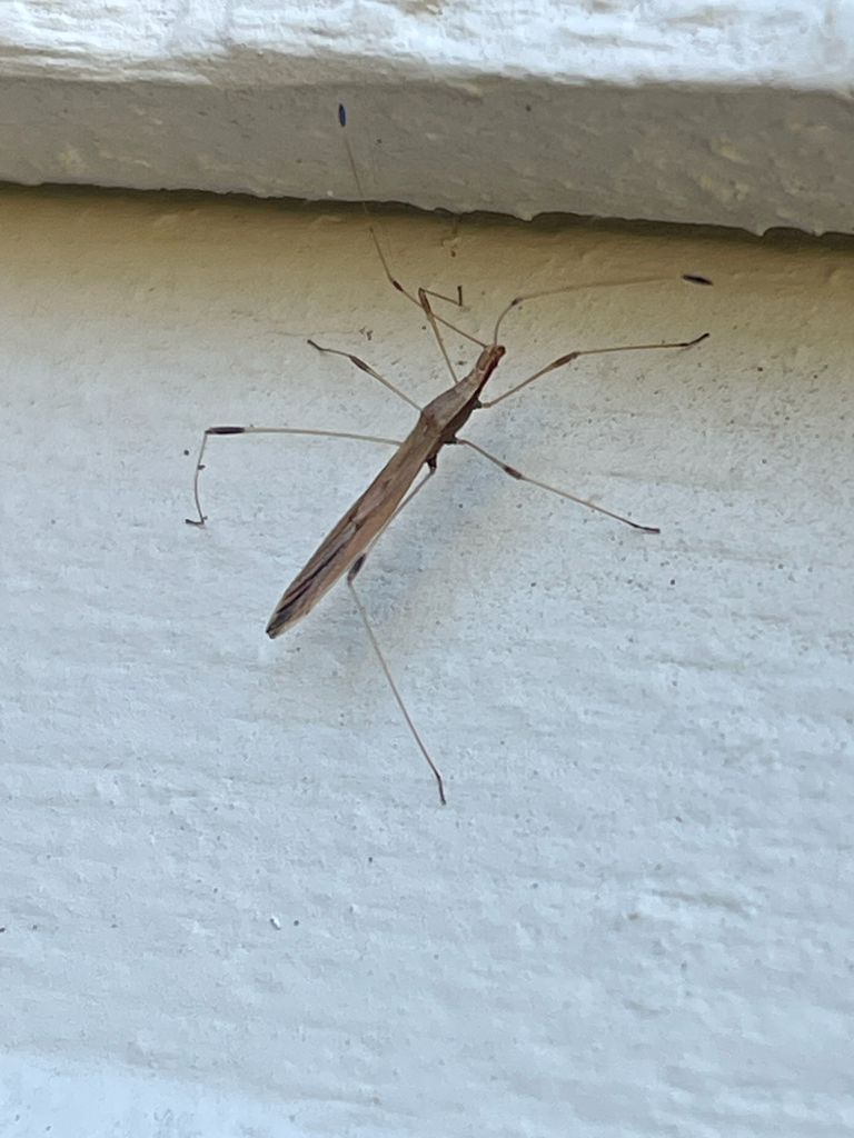 Neoneides muticus, California species