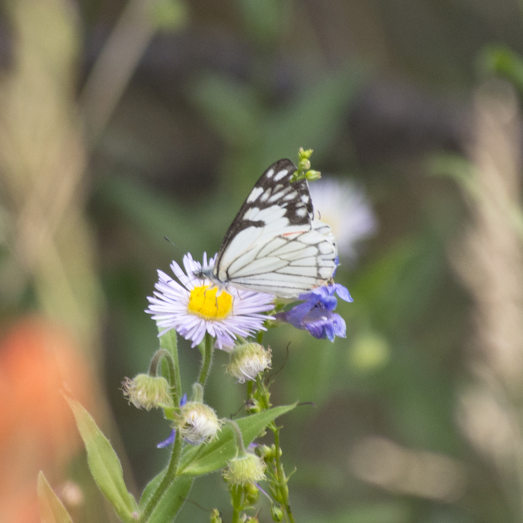Neophasia menapia (Pine White), California species