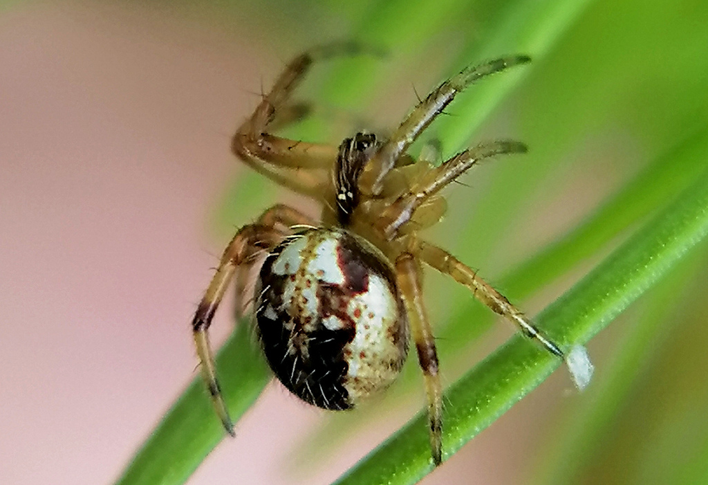 Neoscona arabesca (Arabesque Orbweaver), California species