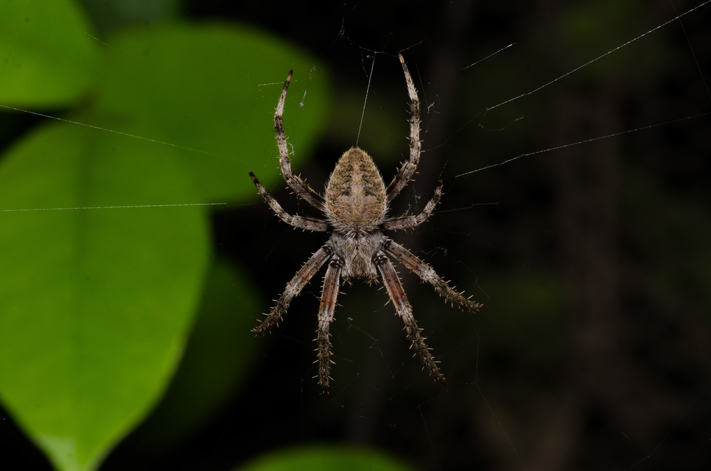 Neoscona crucifera (Spotted Orbweaver), California species