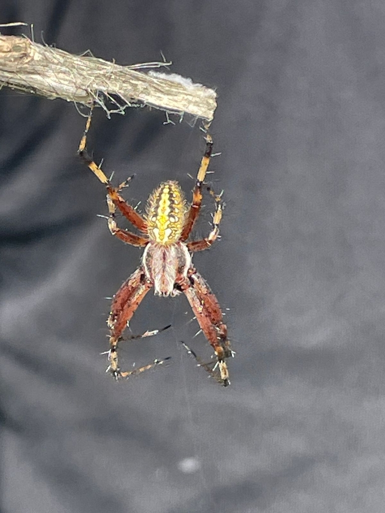Neoscona oaxacensis (Western Spotted Orbweaver), California species