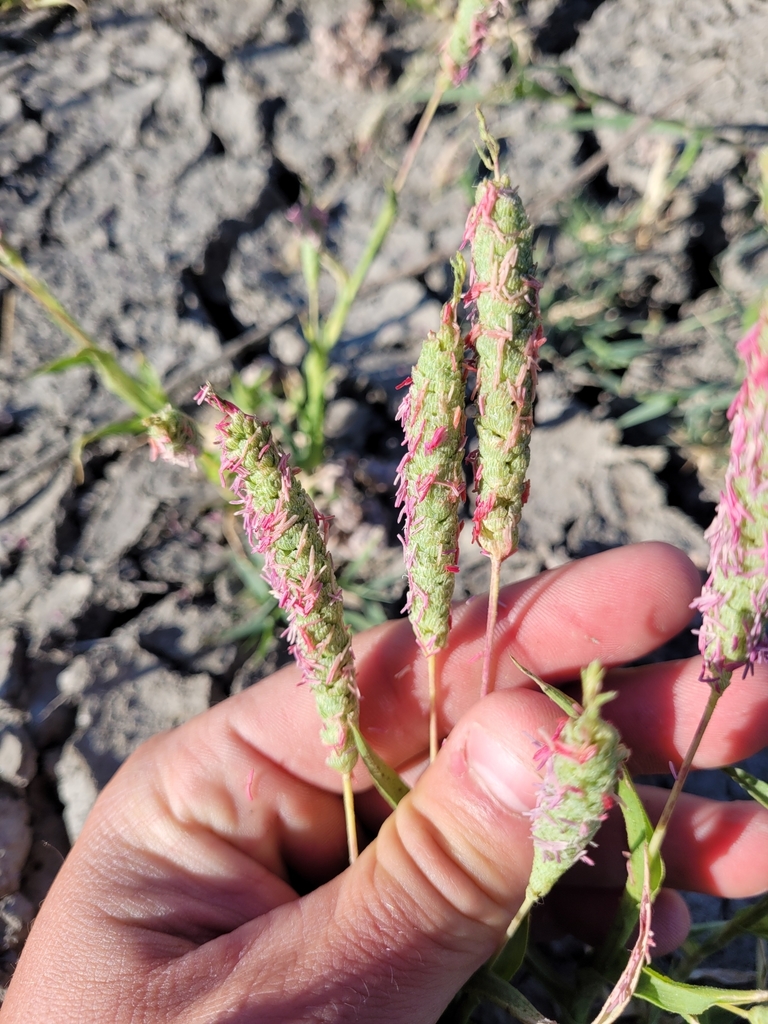 Neostapfia sp., native California perennial