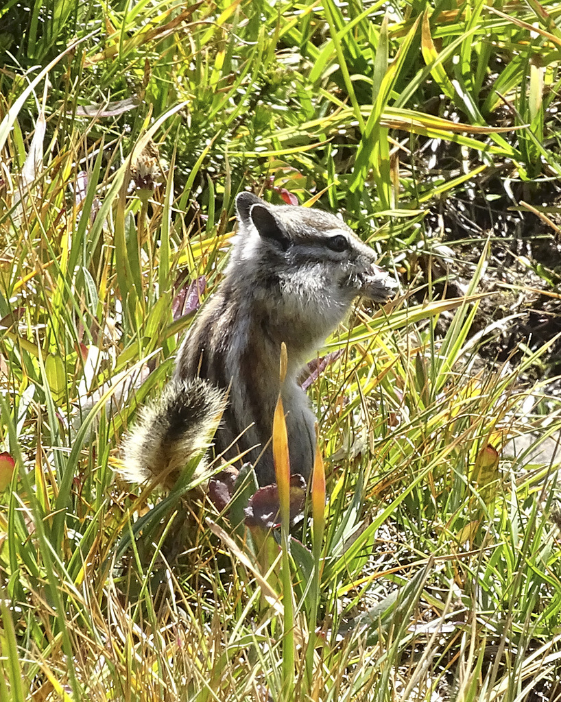 Neotamias alpinus (Alpine Chipmunk), California species