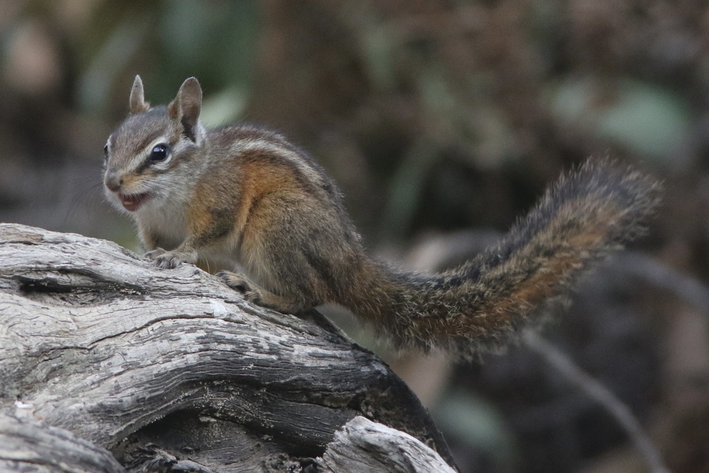 Neotamias merriami (Merriam's Chipmunk), California species