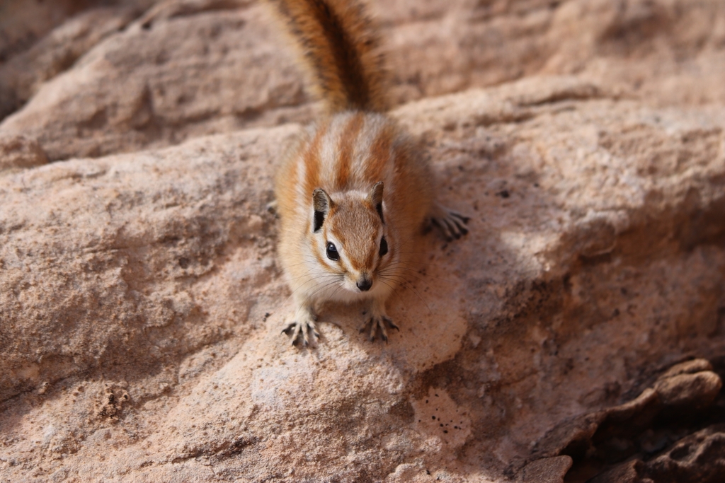 Neotamias speciosus speciosus (Lodgepole Chipmunk), California species