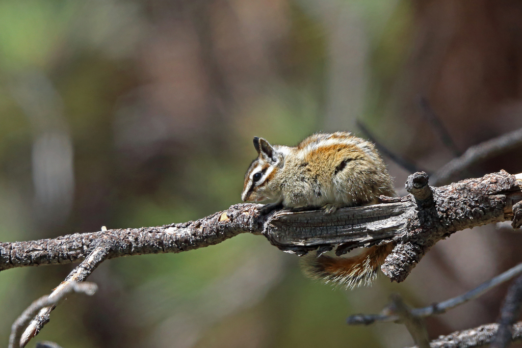 Neotamias speciosus callipeplus (Mount Pinos Chipmunk), California species