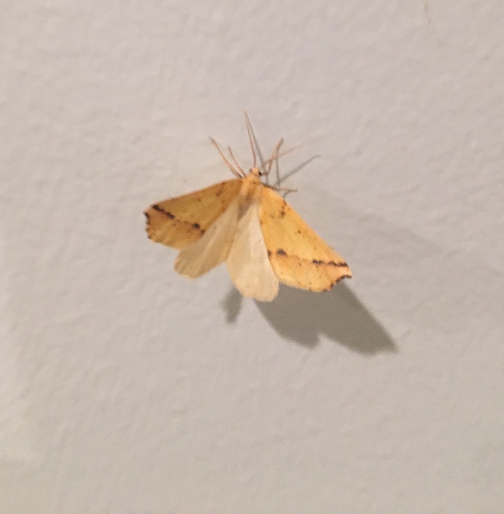 Neoterpes edwardsata, California species