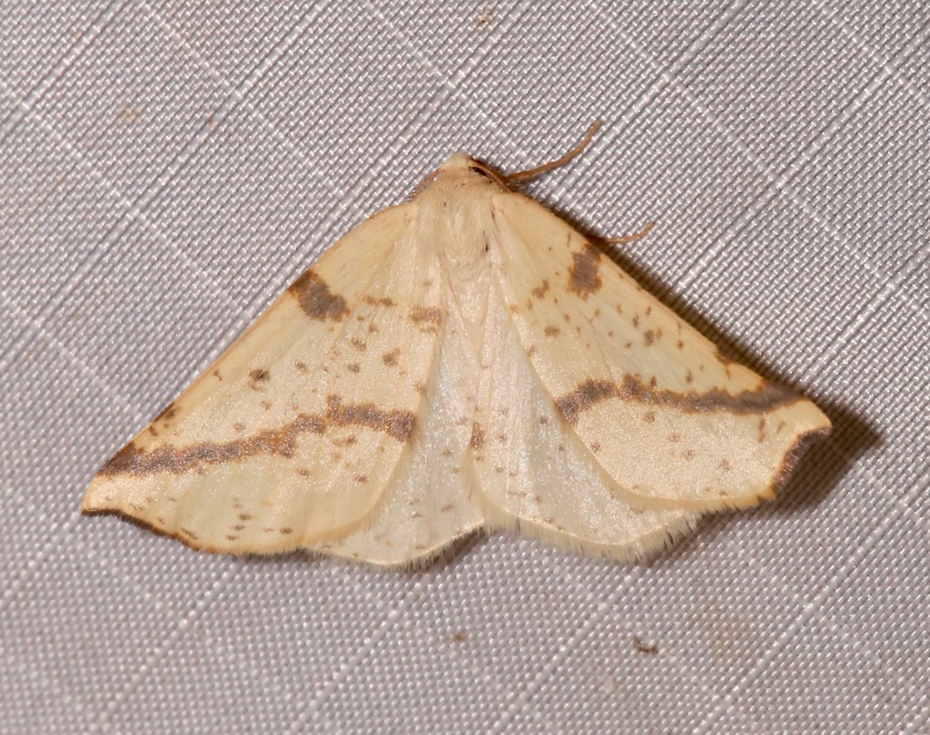 Neoterpes ephelidaria, California species