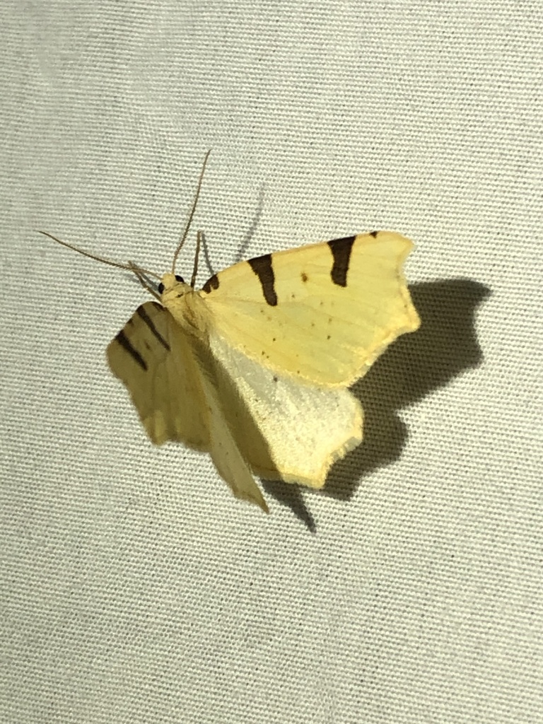 Neoterpes trianguliferata (Canary Thorn), California species