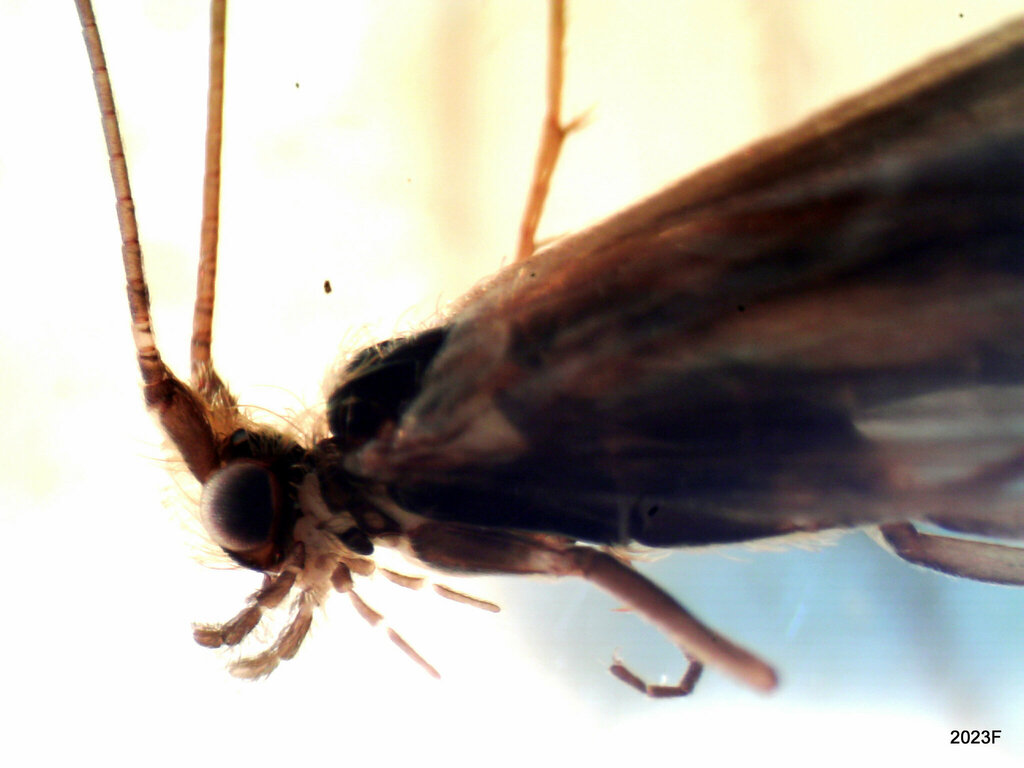 Neothremma genella (Golden-horned Caddisfly), California species