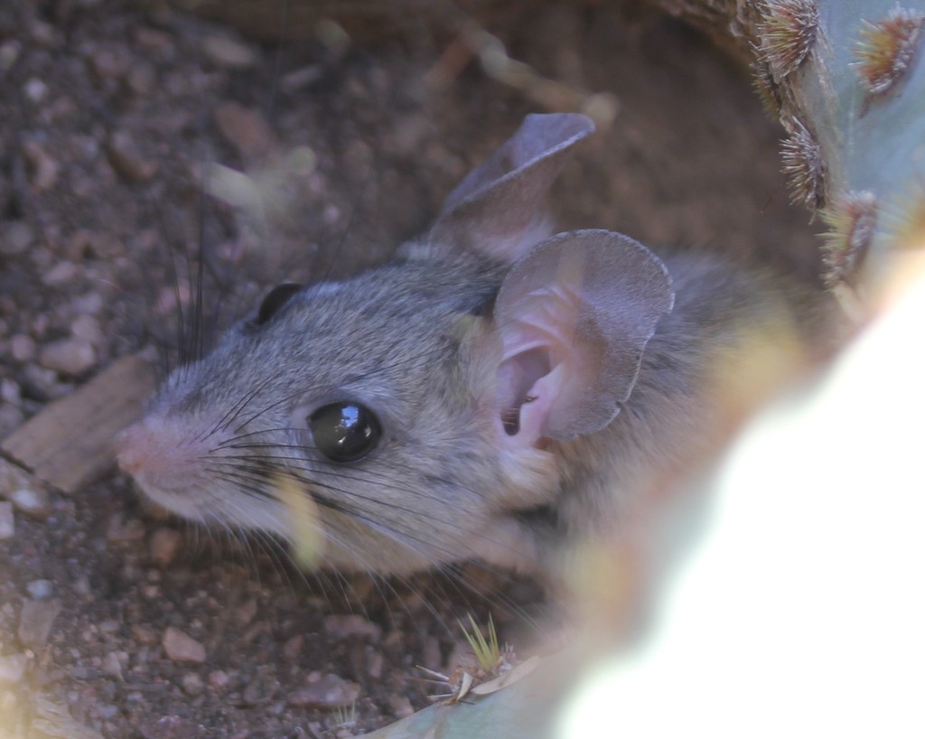 Neotoma albigula (White-throated Woodrat), California species