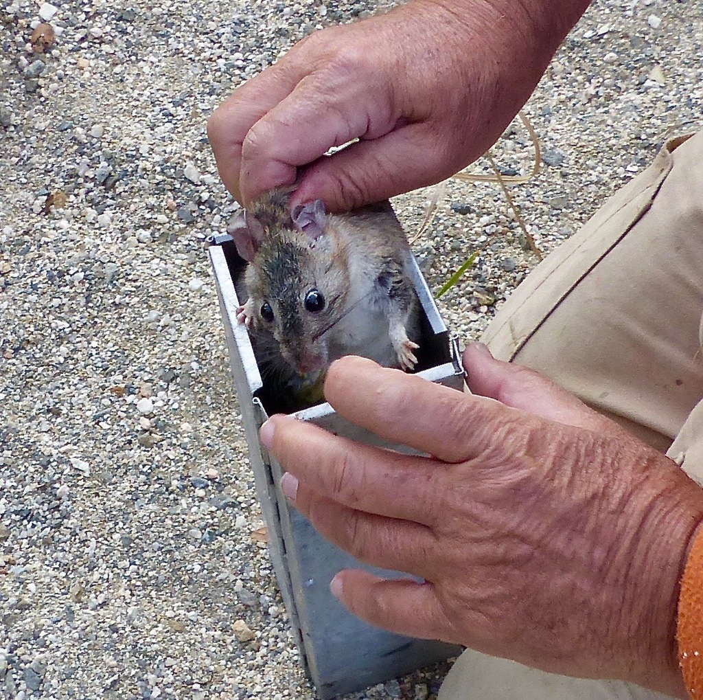 Neotoma bryanti (Bryant’s Woodrat), California species