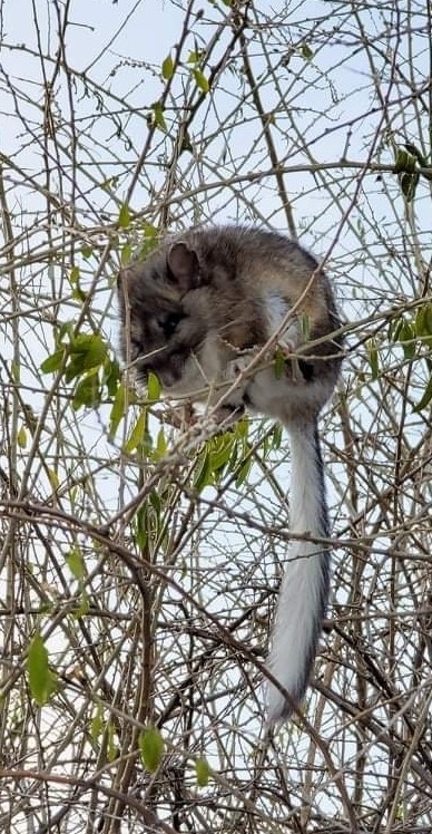Neotoma cinerea (Bushy-tailed Woodrat), California species
