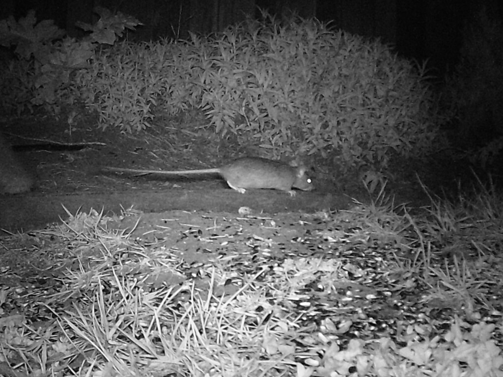 Neotoma fuscipes annectens (San Francisco Dusky-footed Woodrat), California species
