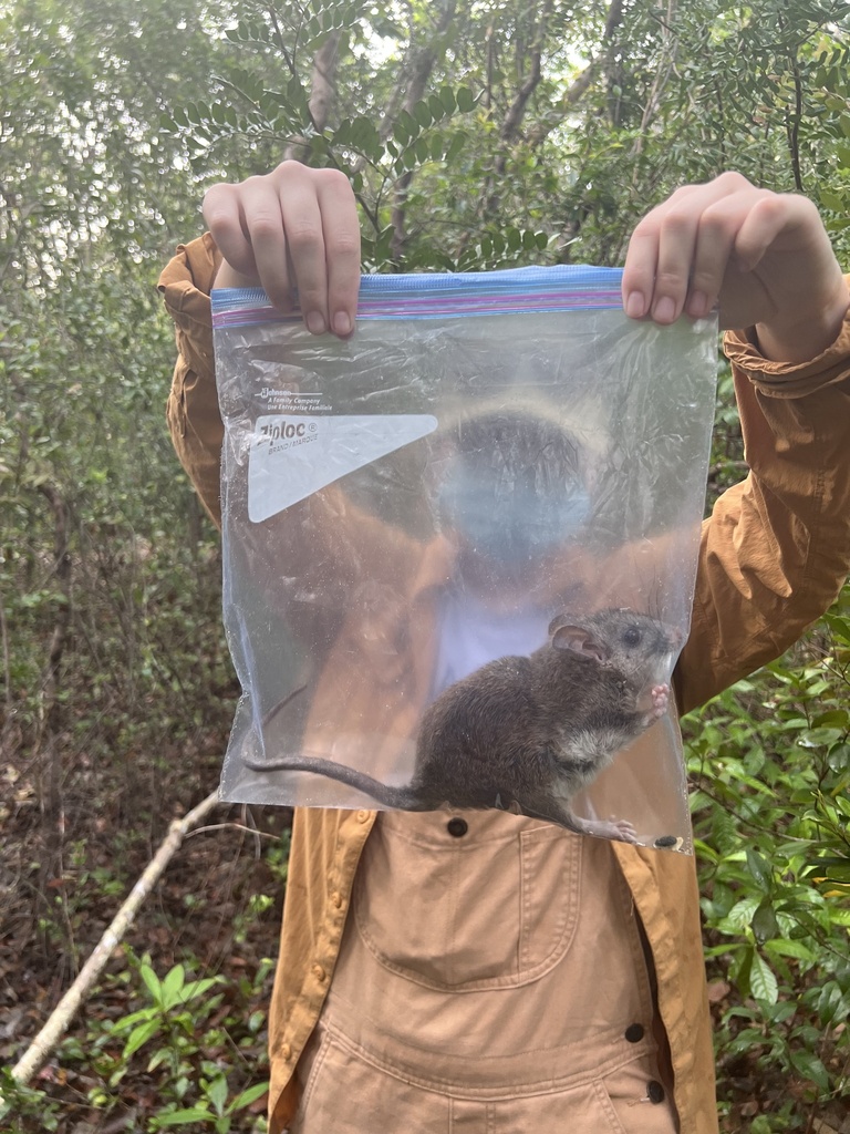 Neotoma fuscipes riparia (Riparian (=San Joaquin Valley) woodrat), California species