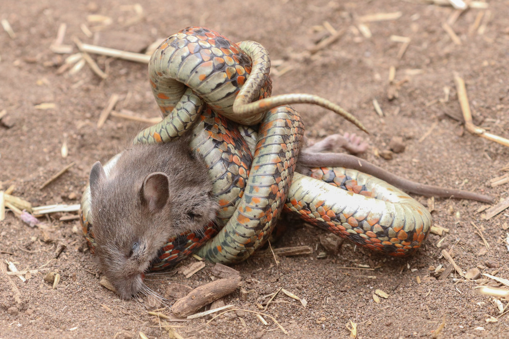 Neotoma fuscipes (Dusky-footed Woodrat), California species