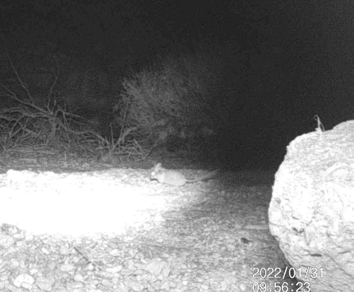 Neotoma lepida (Desert Woodrat), California species