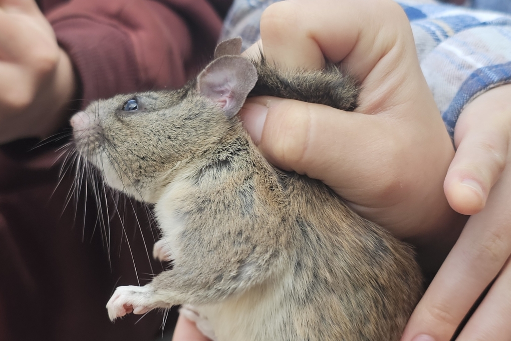 Neotoma macrotis luciana (Monterey Dusky-footed Woodrat), California species