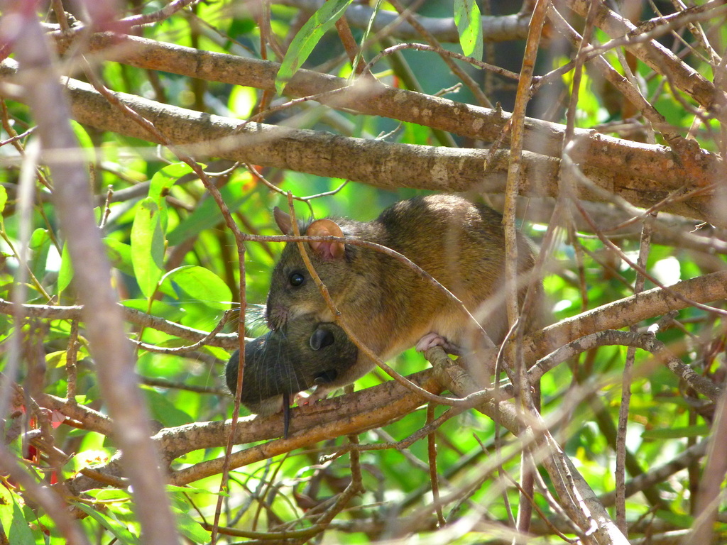 Neotoma macrotis (Big-eared Woodrat), California species
