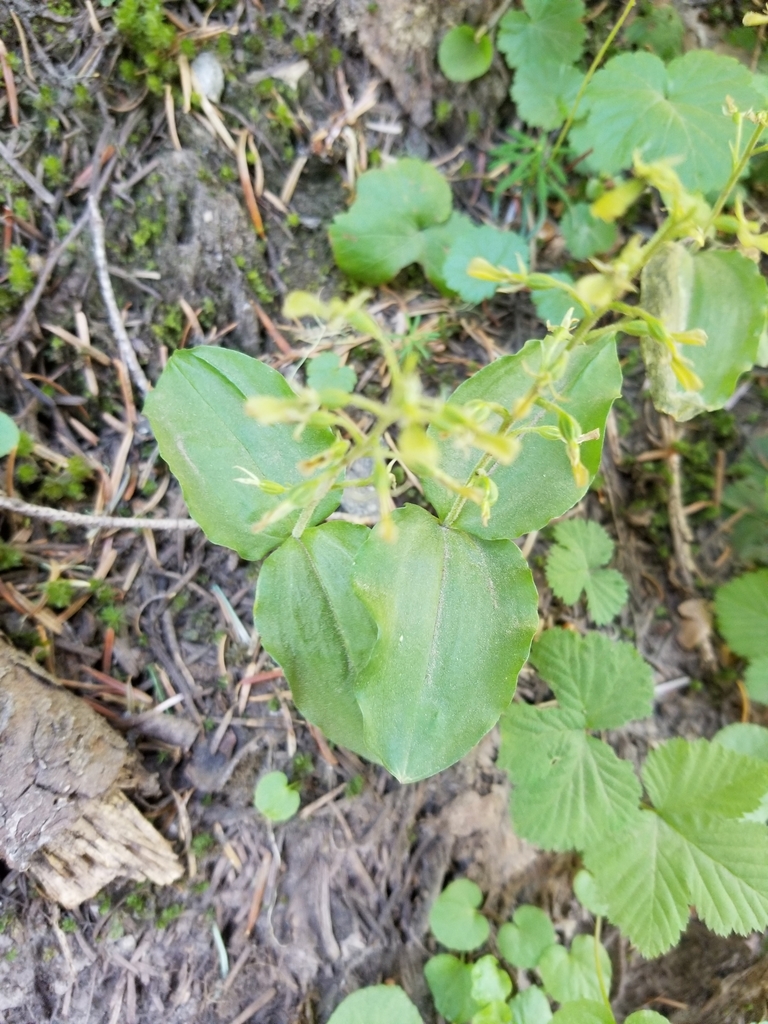 Neottia banksiana (Northwest twayblade), native California herb