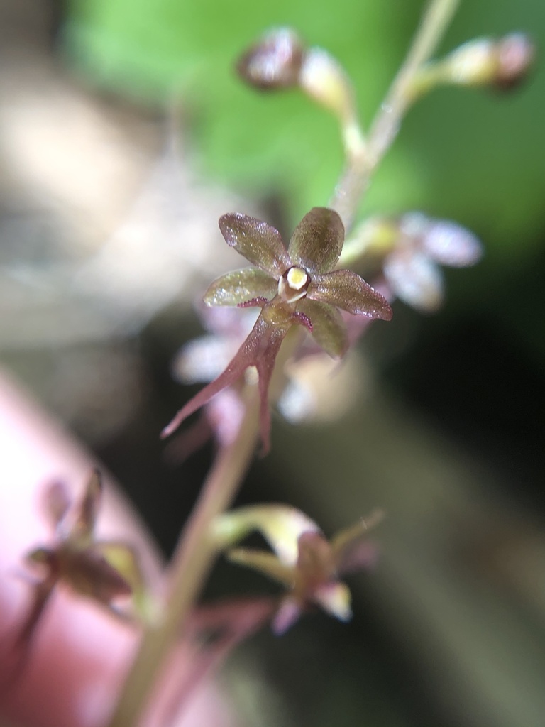 Neottia cordata (Heart-leaved twayblade), native California herb