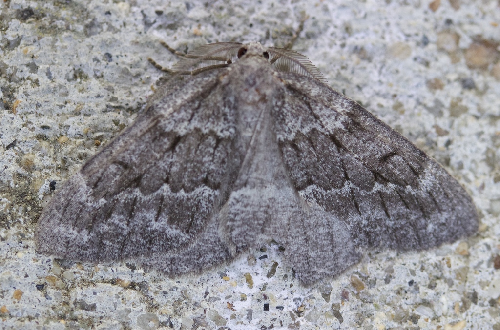 Nepytia lagunata, California species