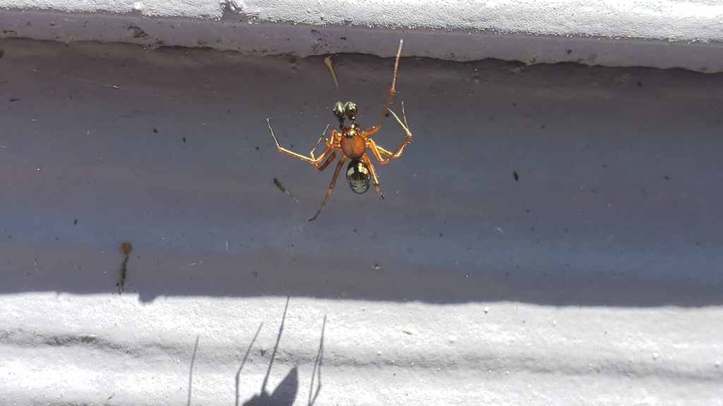 Neriene digna, California species