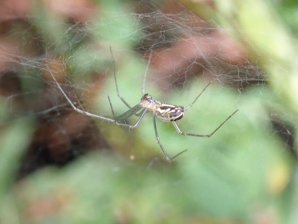 Neriene litigiosa (Sierra Dome Spider), California species