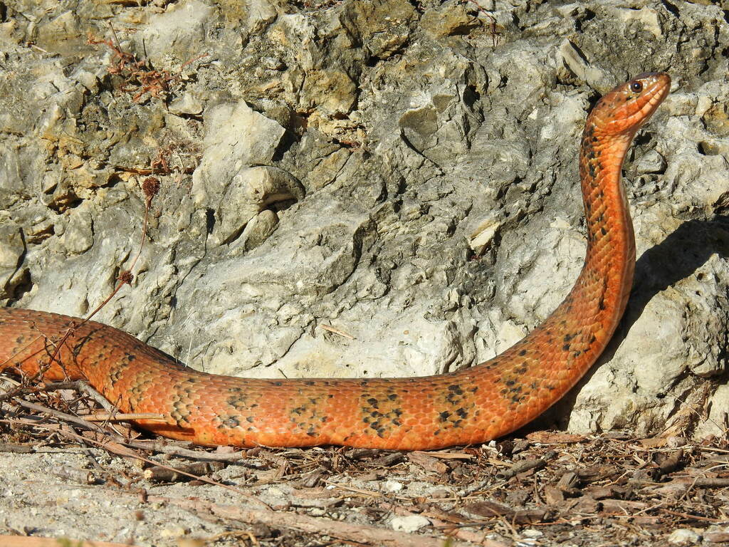 Nerodia fasciata (Southern Watersnake), California species