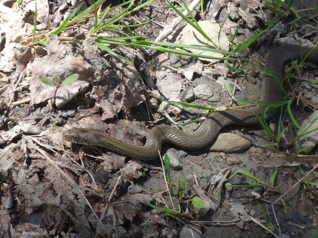 Nerodia sipedon (Common Watersnake), California species