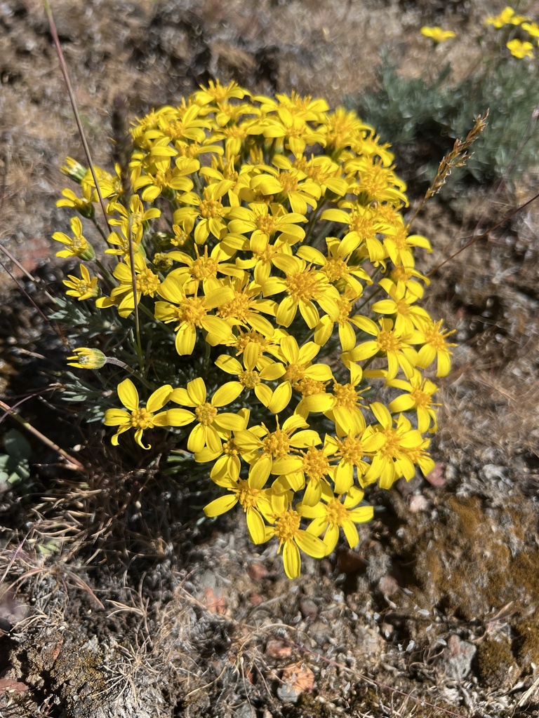 Nestotus sp., native California perennial