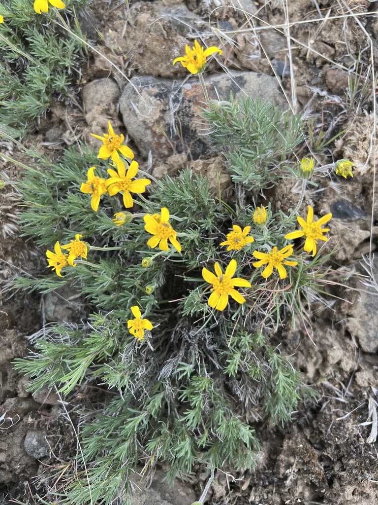Nestotus stenophyllus (Narrowleaf mock goldenweed), native California subshrub