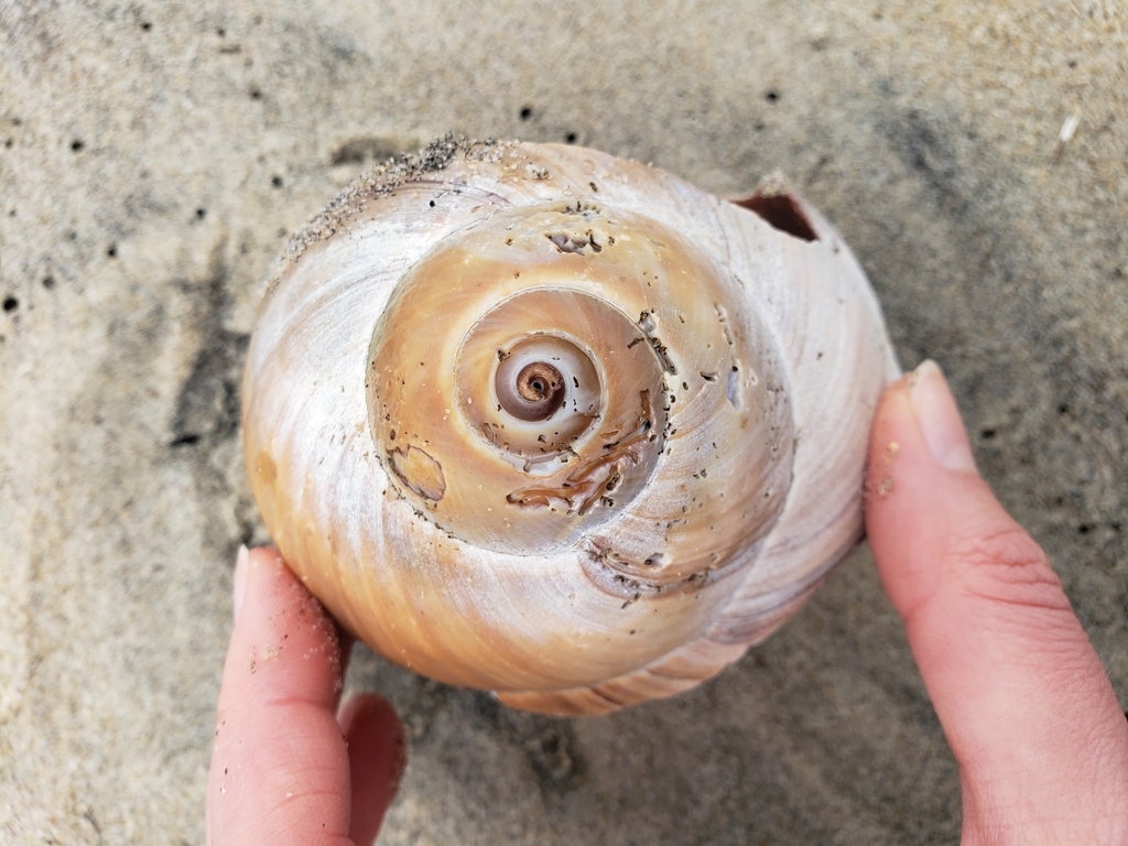 Neverita lewisii (Lewis's Moon Snail), California species