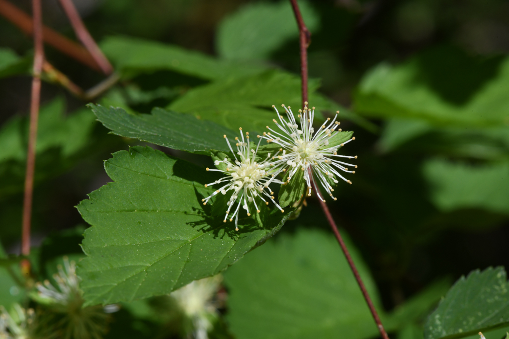 Neviusia cliftonii (Shasta snow-wreath), native California shrub