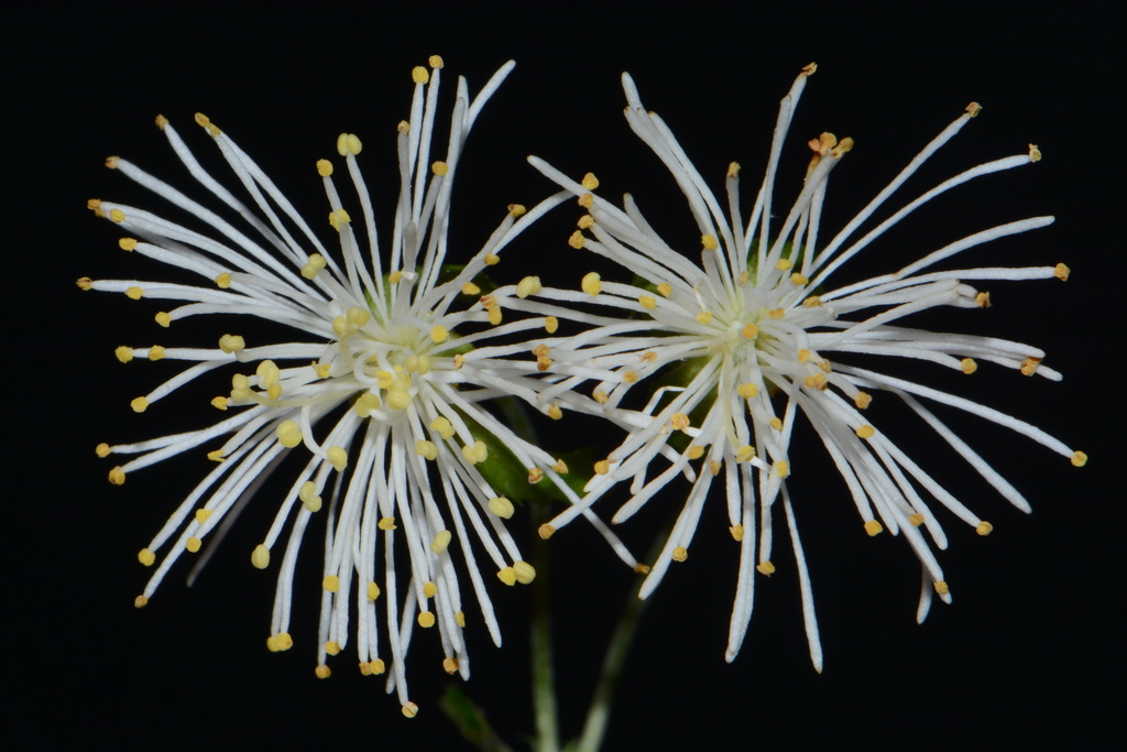 Neviusia sp., native California shrub
