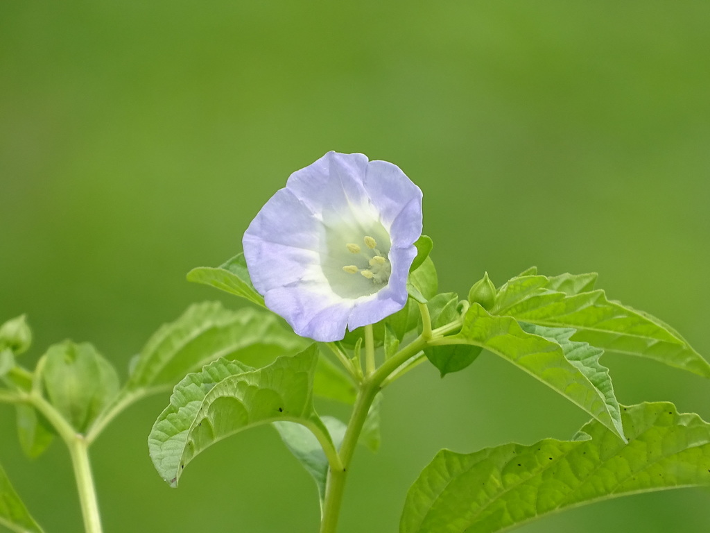 Nicandra physalodes (Apple of peru), non-native California herb