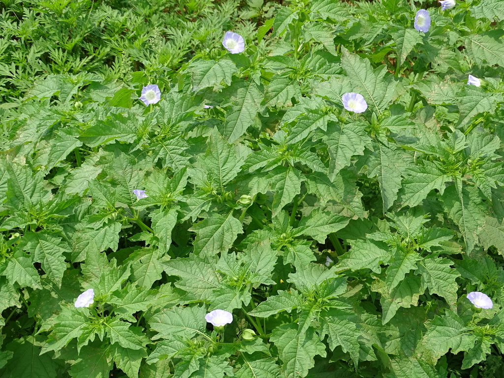 Nicandra sp., non-native California annual