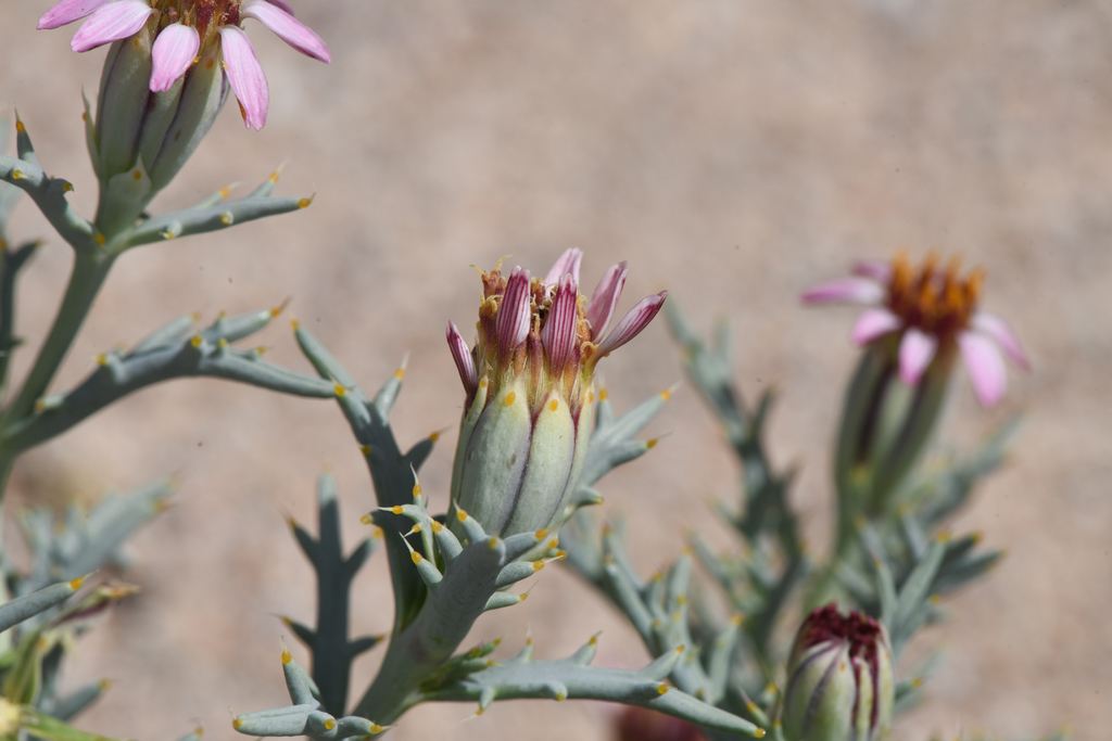 Nicolletia occidentalis (Hole-in-the-sand plant), native California herb