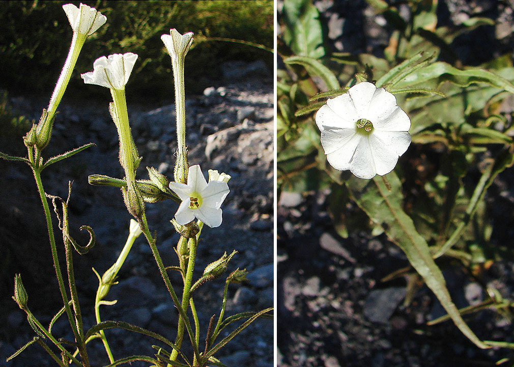 Nicotiana acuminata var. multiflora (Manyflower tobacco), non-native California herb