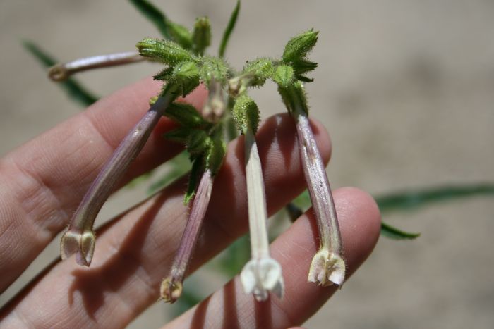 Nicotiana attenuata (Coyote tobacco), native California herb
