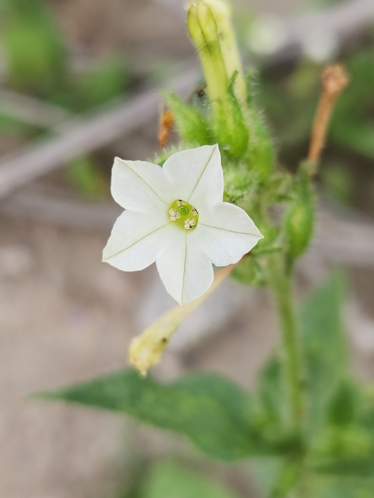Nicotiana clevelandii (Cleveland's tobacco), native California herb