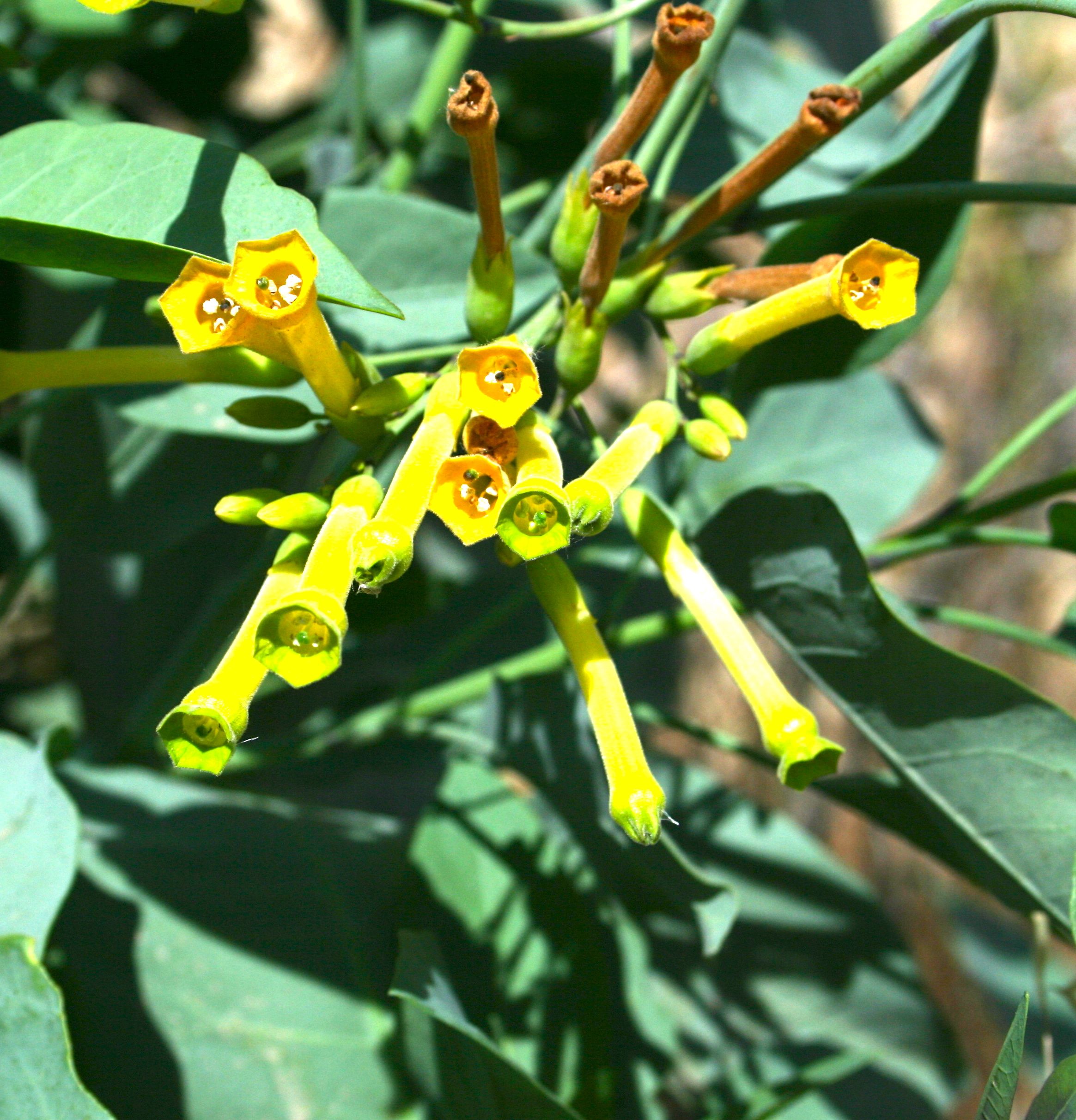 Nicotiana glauca (Tree tobacco), non-native California shrub / tree