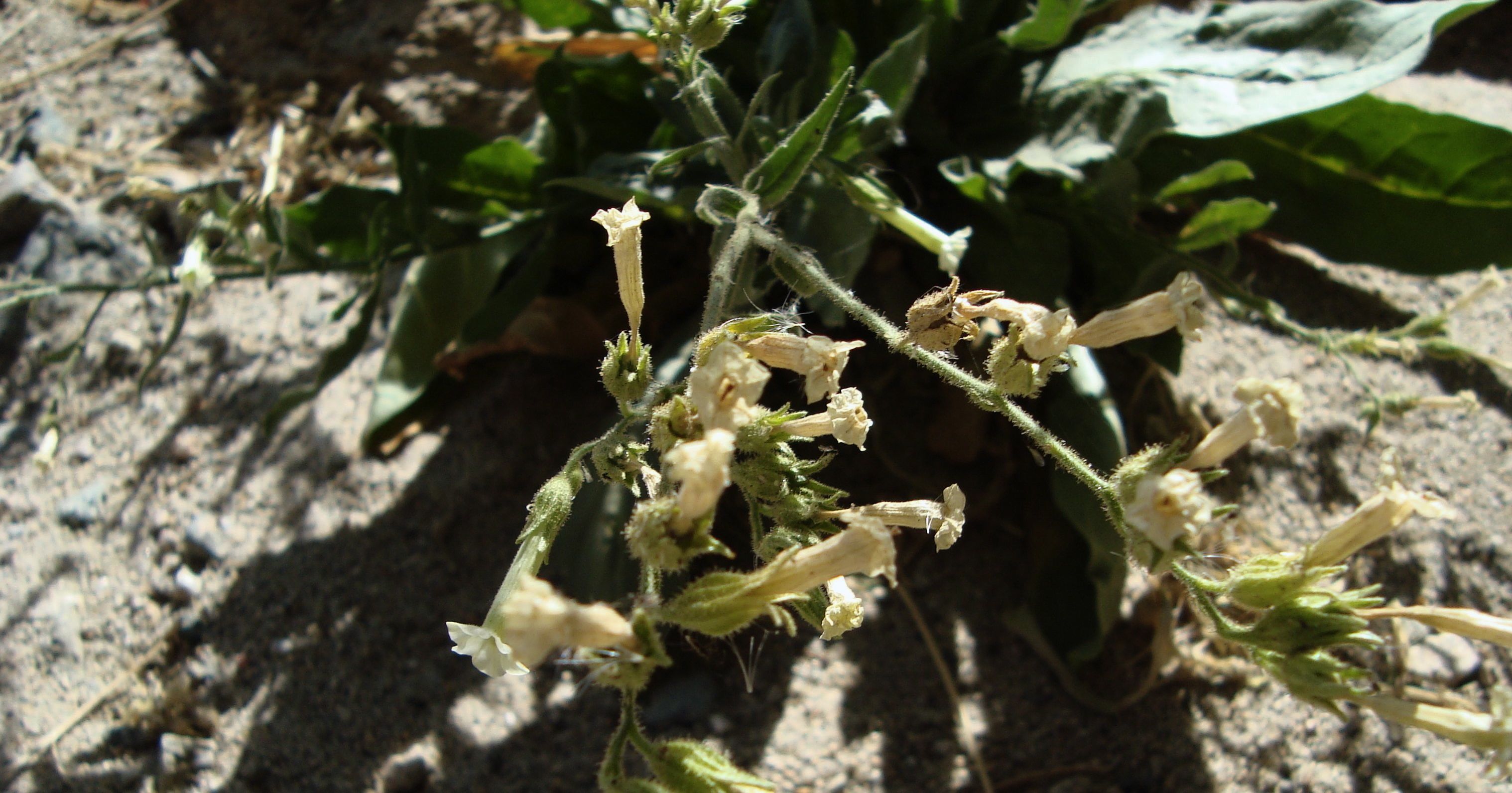 Nicotiana obtusifolia (Desert tobacco), native California subshrub