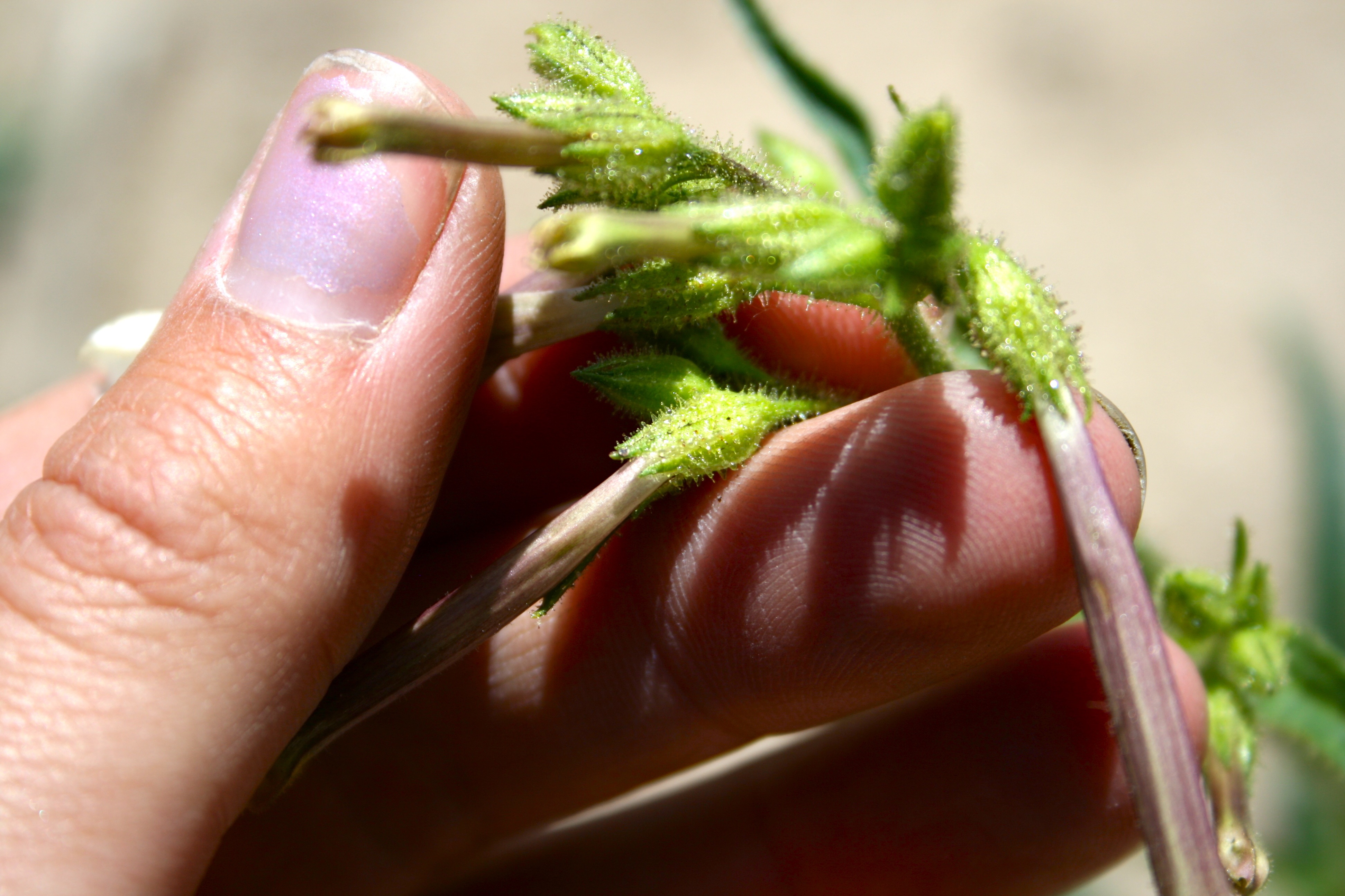 Nicotiana quadrivalvis (Four-valved tobacco), native California herb