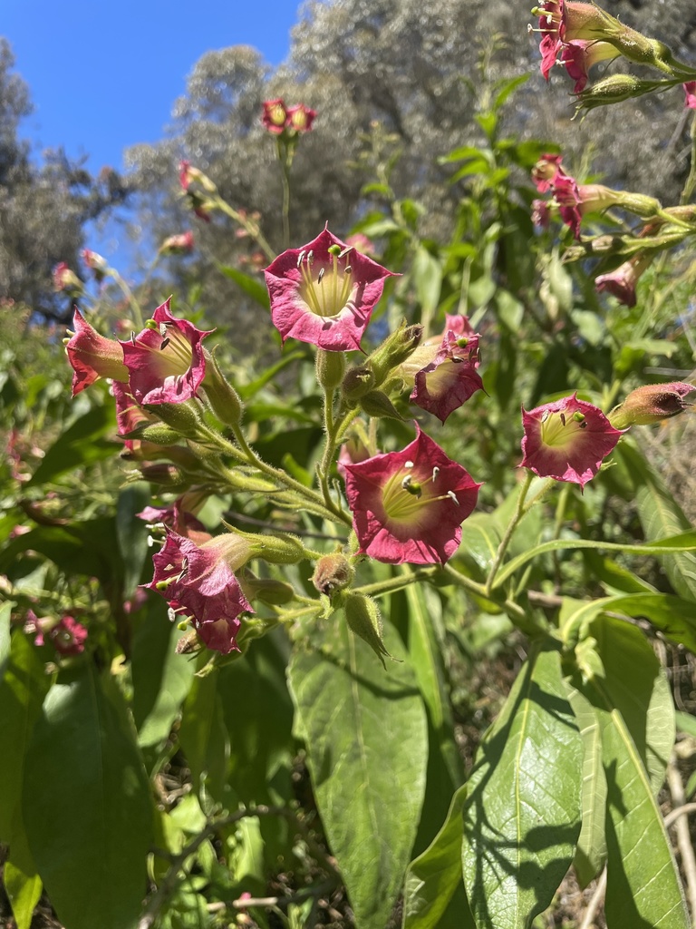 Nicotiana sp. (Tobacco), non-native California annual
