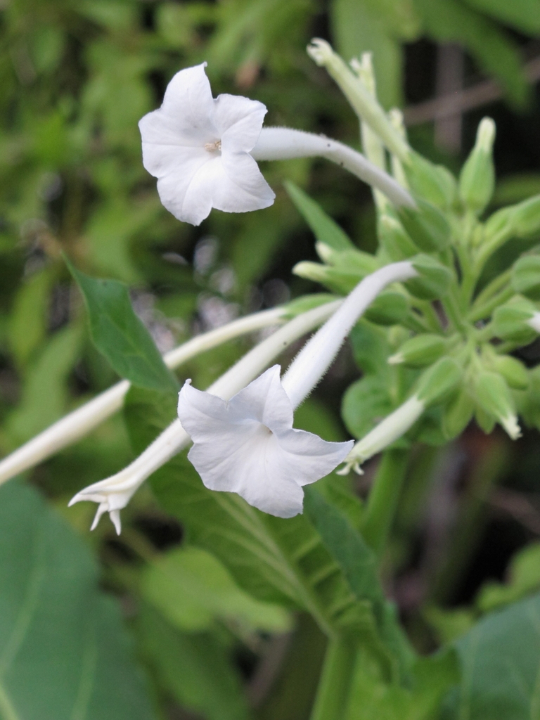 Nicotiana sylvestris (South american tobacco), non-native California herb