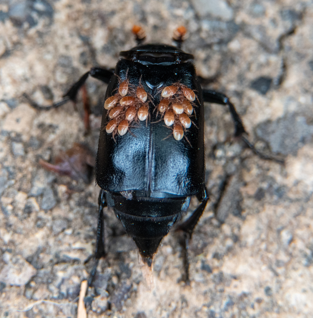 Nicrophorus nigrita (Black Burying Beetle), California species