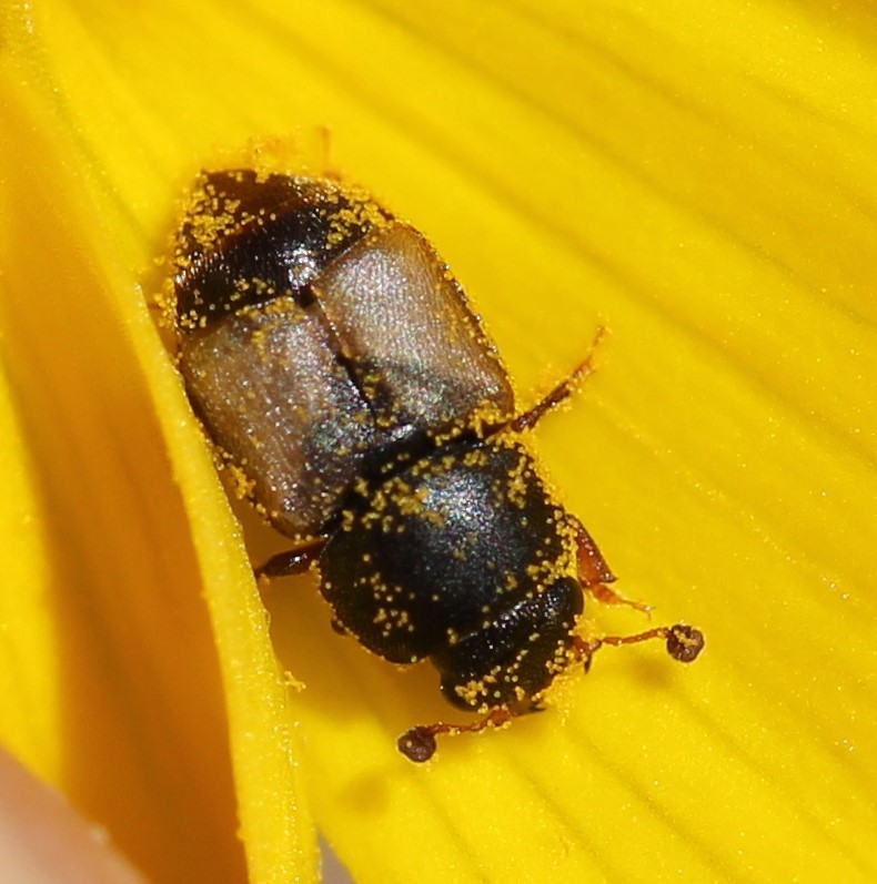 Nitops pallipennis (Cactus Sap Beetle), California species